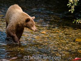 #laketahoebear