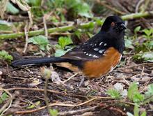 #spottedtowhee